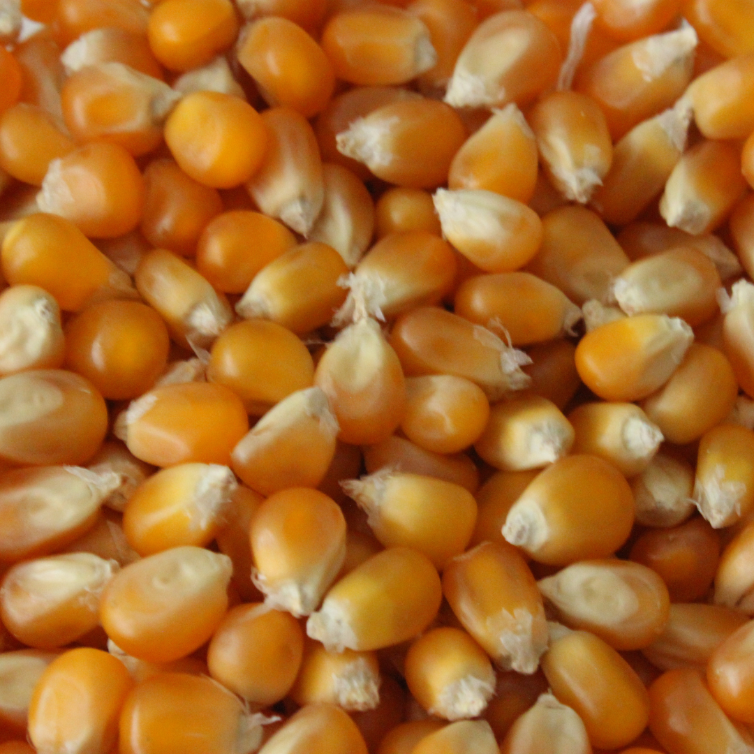 3 Pound Mushroom Popcorn Kernels - www.unclemyronspopcorn.com