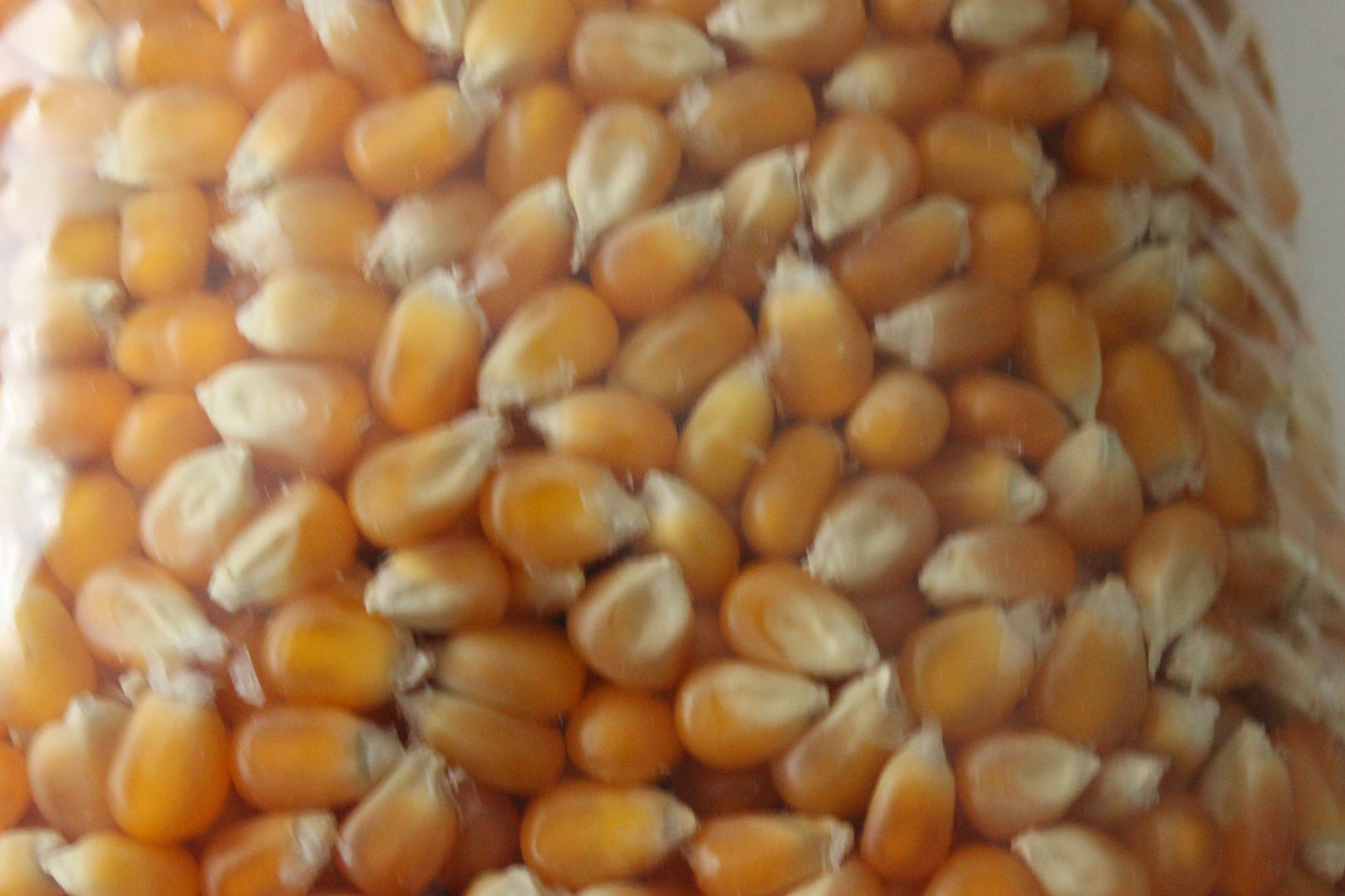 3 Pound Mushroom Popcorn Kernels - www.unclemyronspopcorn.com