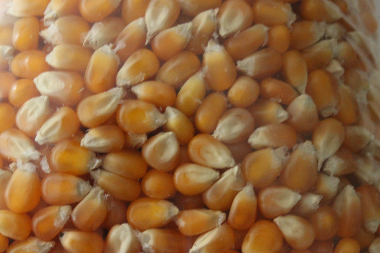 3 Pound Mushroom Popcorn Kernels - www.unclemyronspopcorn.com