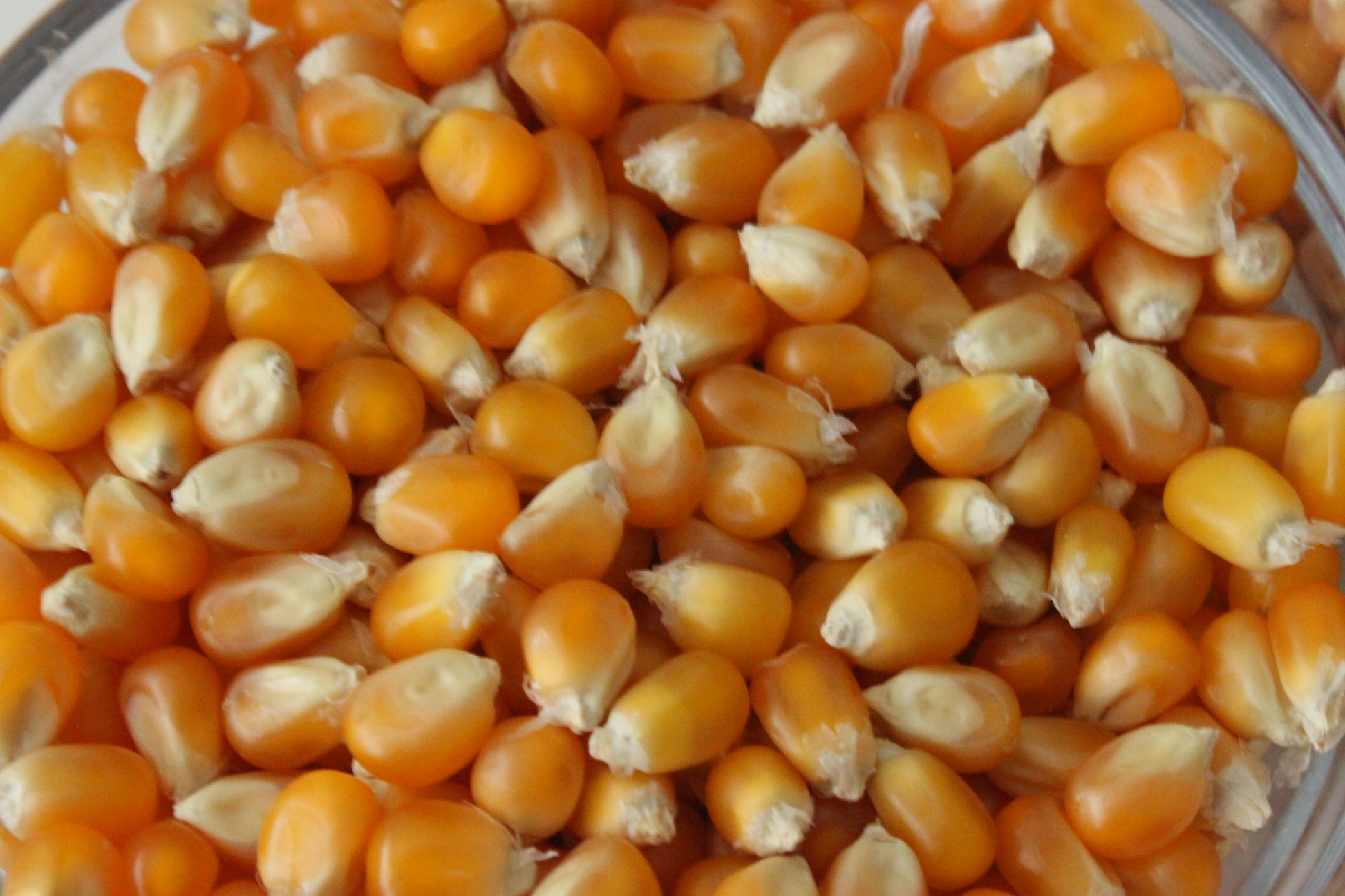 10 Pound Mushroom Popcorn Kernels - www.unclemyronspopcorn.com