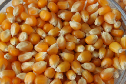 10 Pound Mushroom Popcorn Kernels - www.unclemyronspopcorn.com